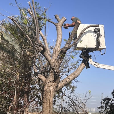 אדם גוזם עץ באמצעות מסור חשמלי על מנוף
