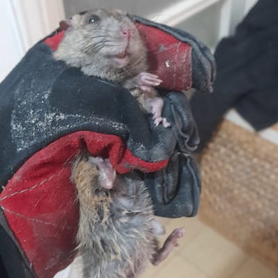 מדביר מחזיק עכבר מת בכפפה