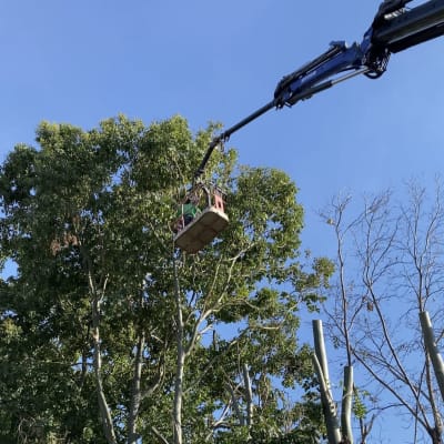 מנוף עם סל גיזום על עץ גבוה