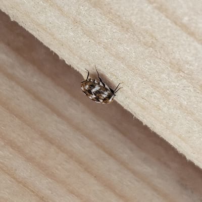 חיפושית קטנה על משטח עץ בהיר