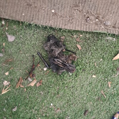 חוטים שרופים על דשא מלאכותי