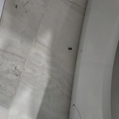 חרק מת על הרצפה ליד מכשיר חשמלי ונעל.