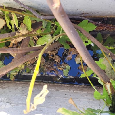 ענפים ועלים בגג עם מים עומדים