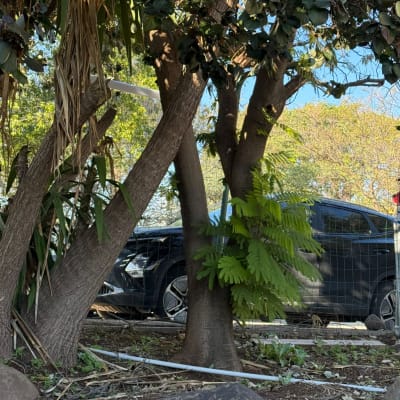 עצים וצמחייה עם מכונית ברקע