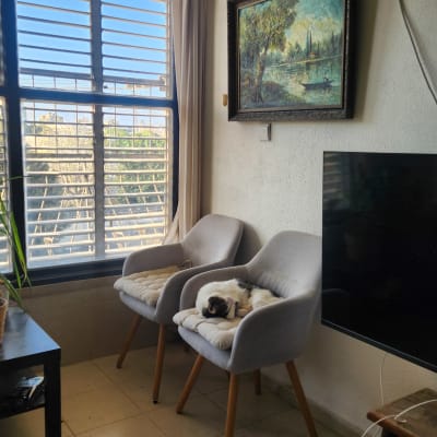 חדר עם חלון גדול, כורסאות, חתול ישן וטלוויזיה