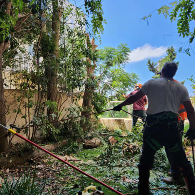 אנשים גוזמים עצים עם מסור חשמלי וציוד בטיחות
