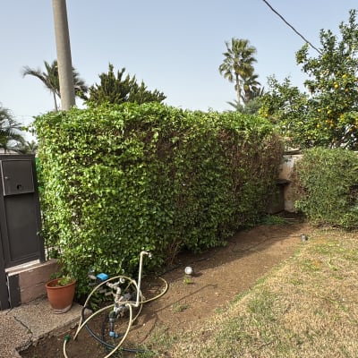 גדר חיה, צינור השקיה ועצים בגינה