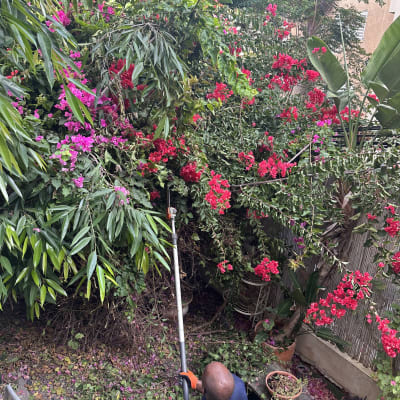 אדם גוזם שיחים עם כלי גיזום בגינה