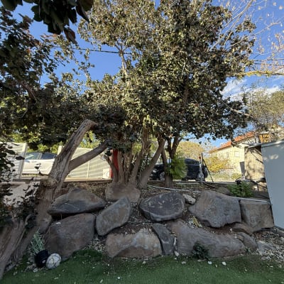 עץ גדול עם עלים רבים על רקע שמיים כחולים