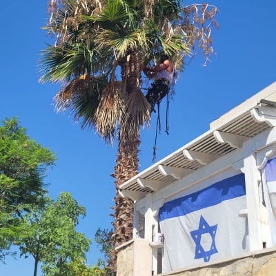 אדם גוזם עץ דקל גבוה עם ציוד טיפוס