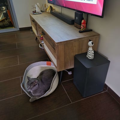 חתול בסל ליד שידת טלוויזיה בסלון