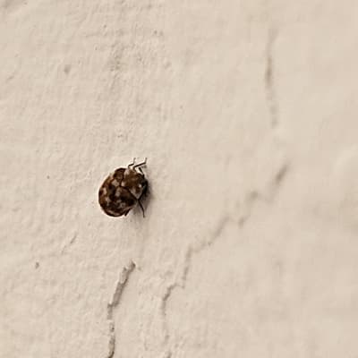 חיפושית קטנה על קיר לבן