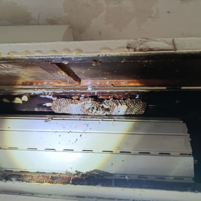 כוורת דבורים בתוך תריס חלון ישן