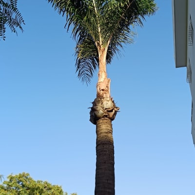 עץ דקל גבוה עם עלים ירוקים ברקע שמיים כחולים