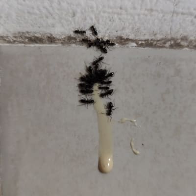 נמלים מתאספות סביב חומר הדברה על הקיר