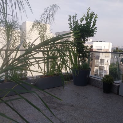 עציצים וצמחים במרפסת עם נוף עירוני