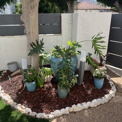 עציצים עם צמחים, חיפוי קרקע, כלי גינון