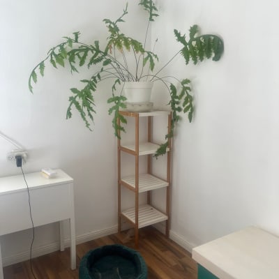 עציץ על מדף עץ בפינת חדר