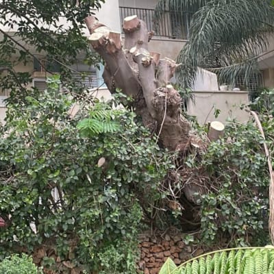 עץ גזום עם ענפים חתוכים וענפים ירוקים