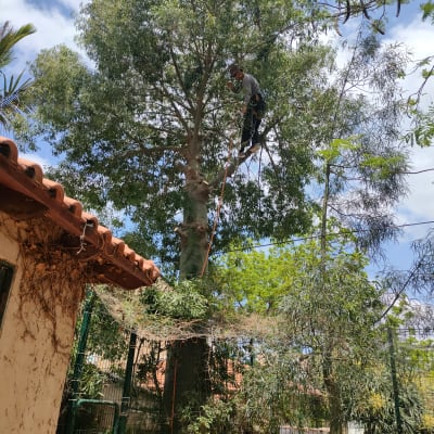 אדם גוזם עץ גבוה עם מסור גיזום