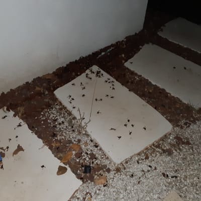 חרקים מתים על שביל מרוצף ליד קיר