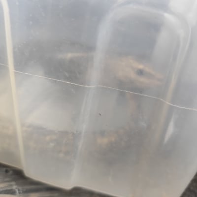 נחש שנלכד בתוך קופסת פלסטיק ייעודית