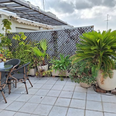 עציצים עם צמחים ירוקים על מרפסת מרוצפת