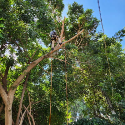 אדם גוזם עץ גבוה עם חבלים וציוד בטיחות