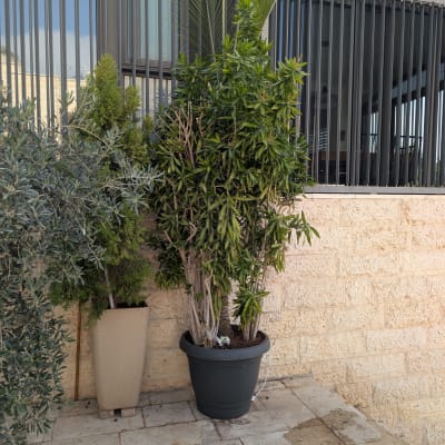 עציצים עם צמחים ליד קיר אבן וחלונות