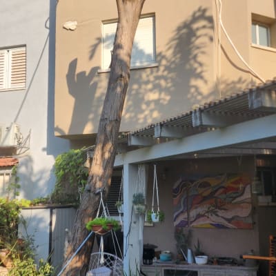 עץ גזום בחצר עם עציצים וצמחים תלויים