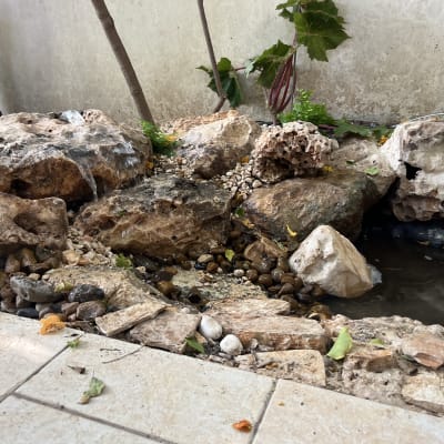 אבנים וצמחים ליד בריכת מים קטנה