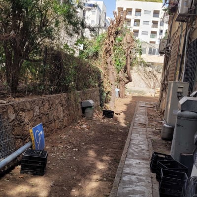 שביל עם עצים גזומים וסביבה עירונית
