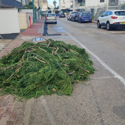 ערימת ענפים וגזם ברחוב לאחר גיזום