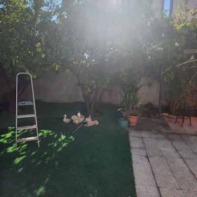 סולם, עציצים ועצים בגינה שטופת שמש