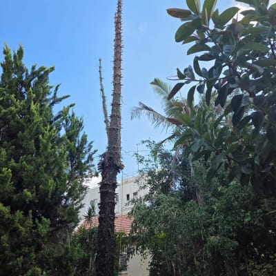 עץ גבוה עם ענפים גזומים בשמיים כחולים