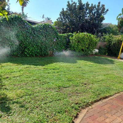 מדשאה עם מערכת השקיה וצמחים ירוקים