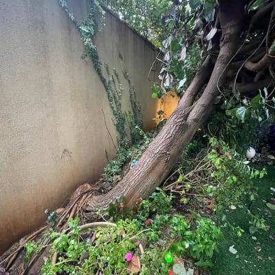 עץ נוטה על קיר עם צמחים מסביב