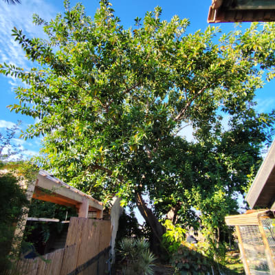 עץ גדול עם עלים ירוקים בחצר, מתאים לגיזום