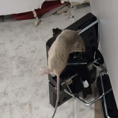 עכבר במלכודת על רצפה ליד קיר פגום