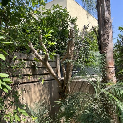 עץ גזום ליד קיר עם צמחייה ירוקה