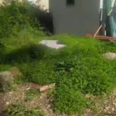 שטח גינה עם צמחייה ירוקה ובית קטן ברקע