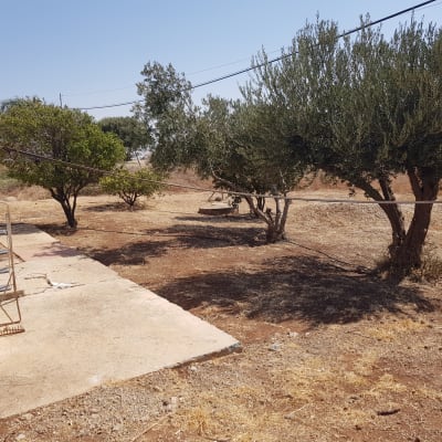 עצים ושביל בטון בגינה יבשה עם סולם