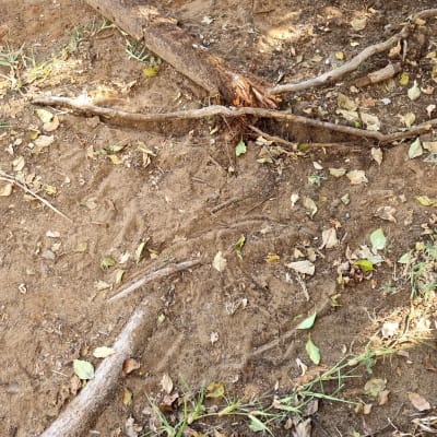 צינור עבה על אדמה עם עלים וענפים