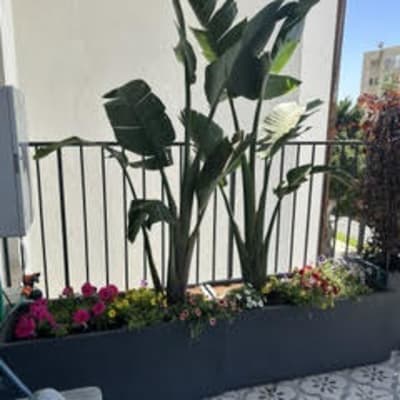 צמחים ופרחים במרפסת עם מעקה ברזל