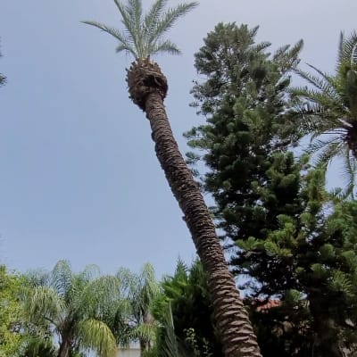 עץ דקל גבוה עם ענפים גזומים