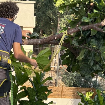 אדם גוזם ענף עץ עם סרט מדידה