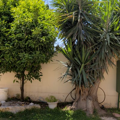 עצים ושיחים בגינה עם קיר לבן ברקע