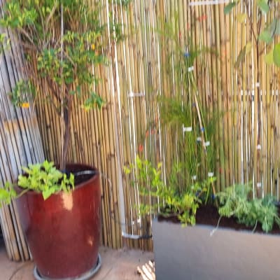 עציצים עם צמחים ירוקים על רקע גדר במבוק