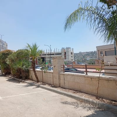 עצים ודקלים ליד חניון במתחם עירוני