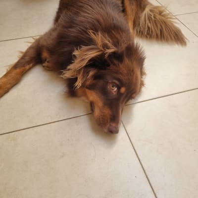 כלב חום שוכב על רצפה בהירה